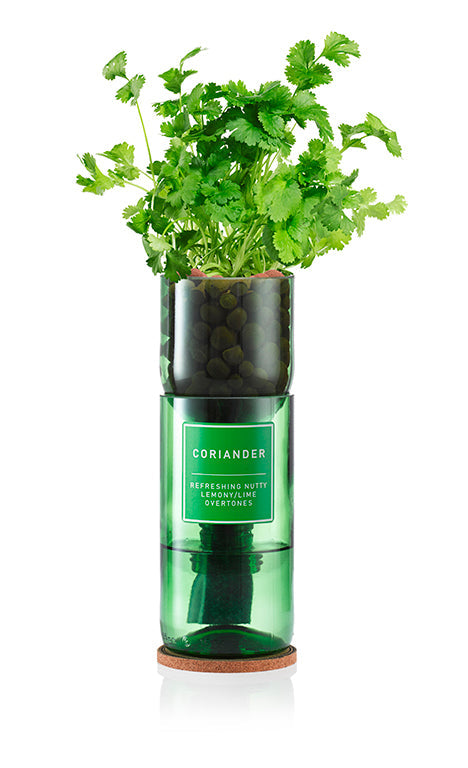 Coriander