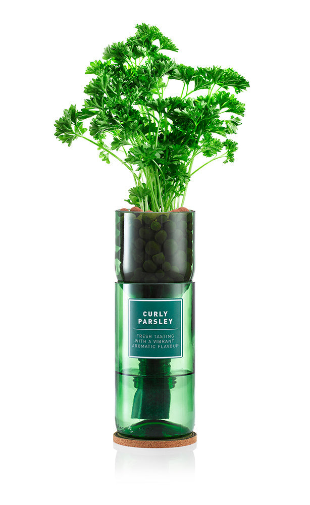 Curly Parsley