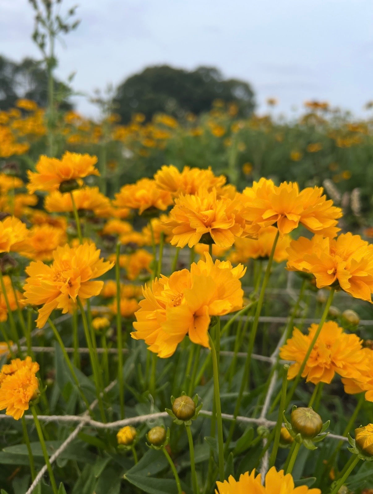 Coreopsis Early Sunrise