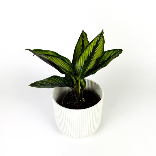 Calathea Beauty Star 14cm Houseplant
