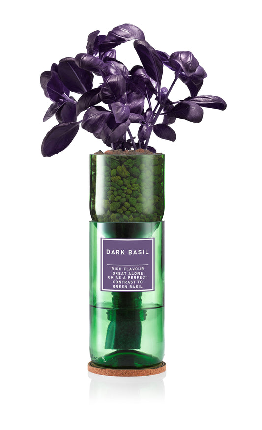 Dark Basil (Purple)