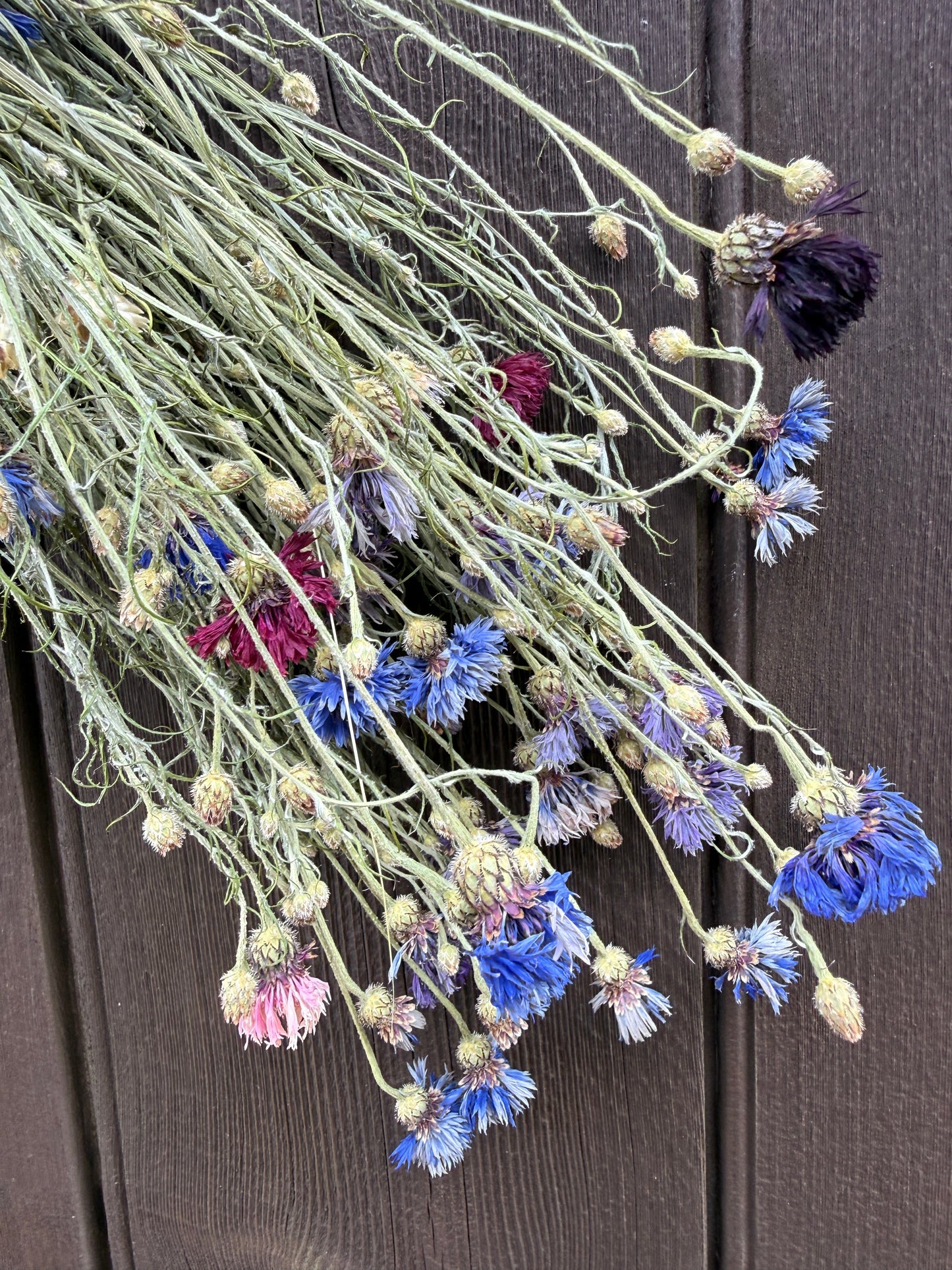 Cornflower Dried Flowers | Norfolk Meadow Bunch