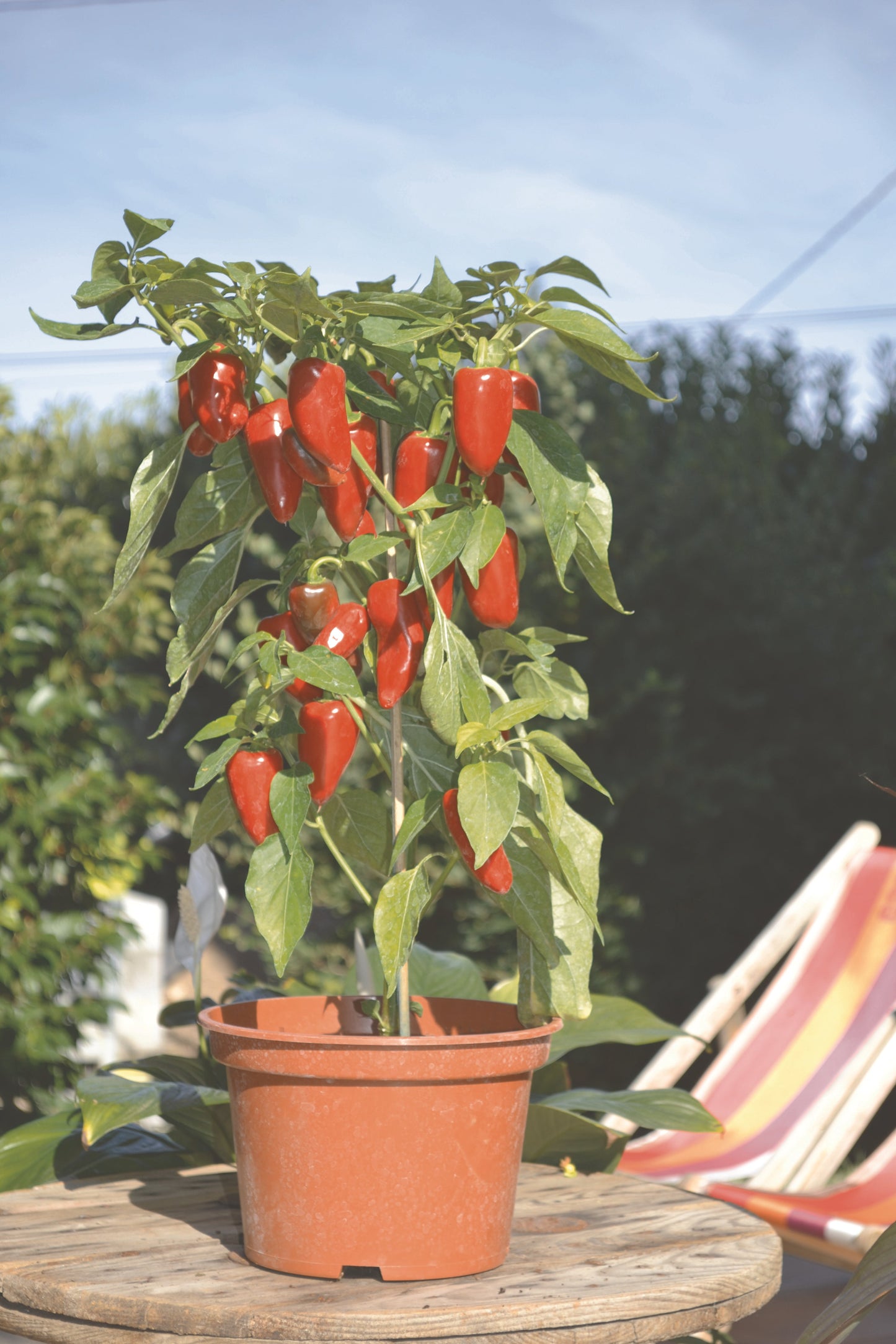 Pepper Red Mini Horn Plug Plants "Grow Your Own" Fruit **Letterbox Friendly**