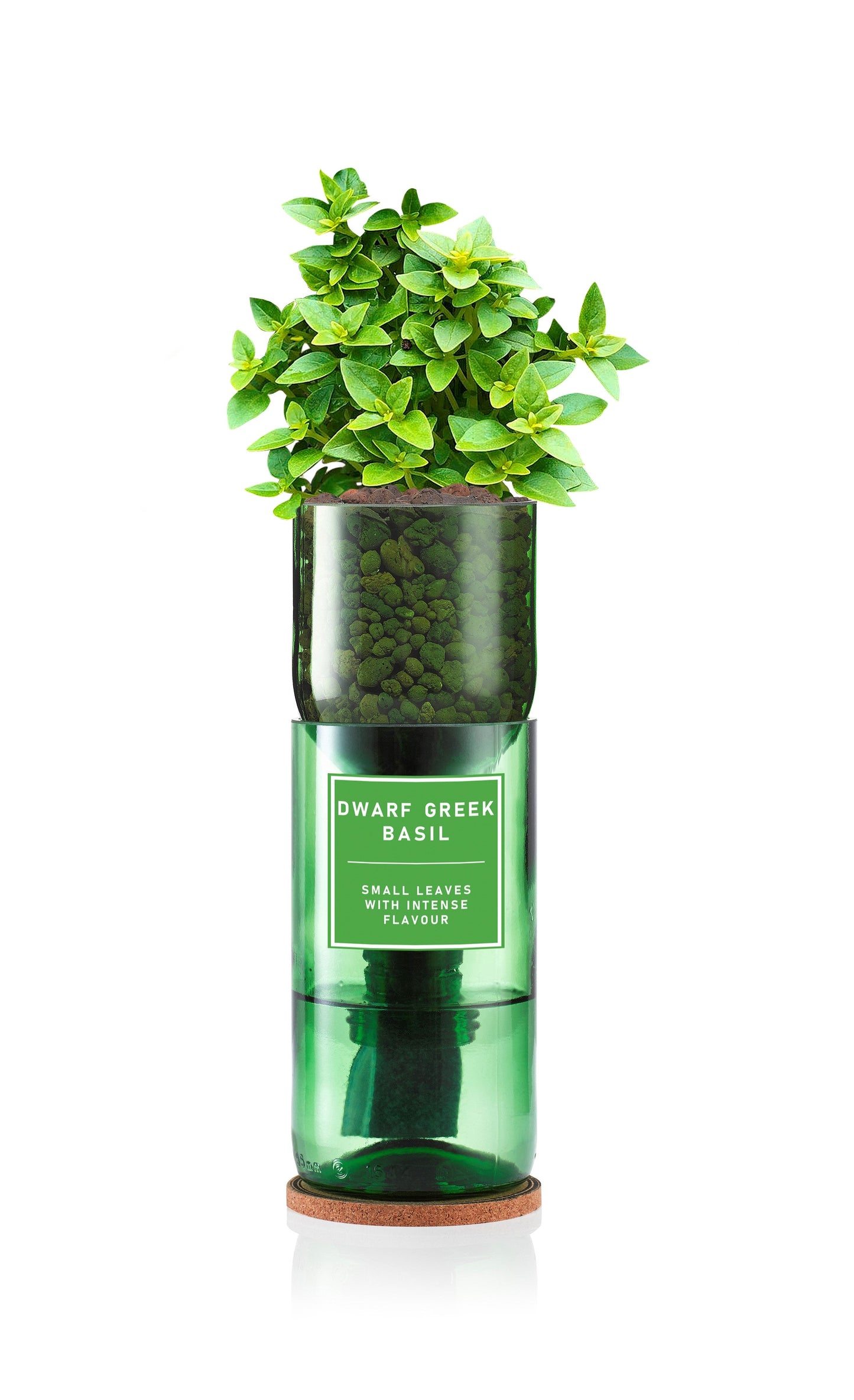 Dwarf Basil (Greek)