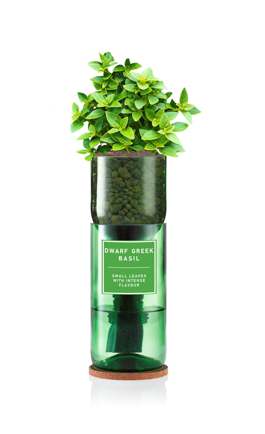 Dwarf Basil (Greek)
