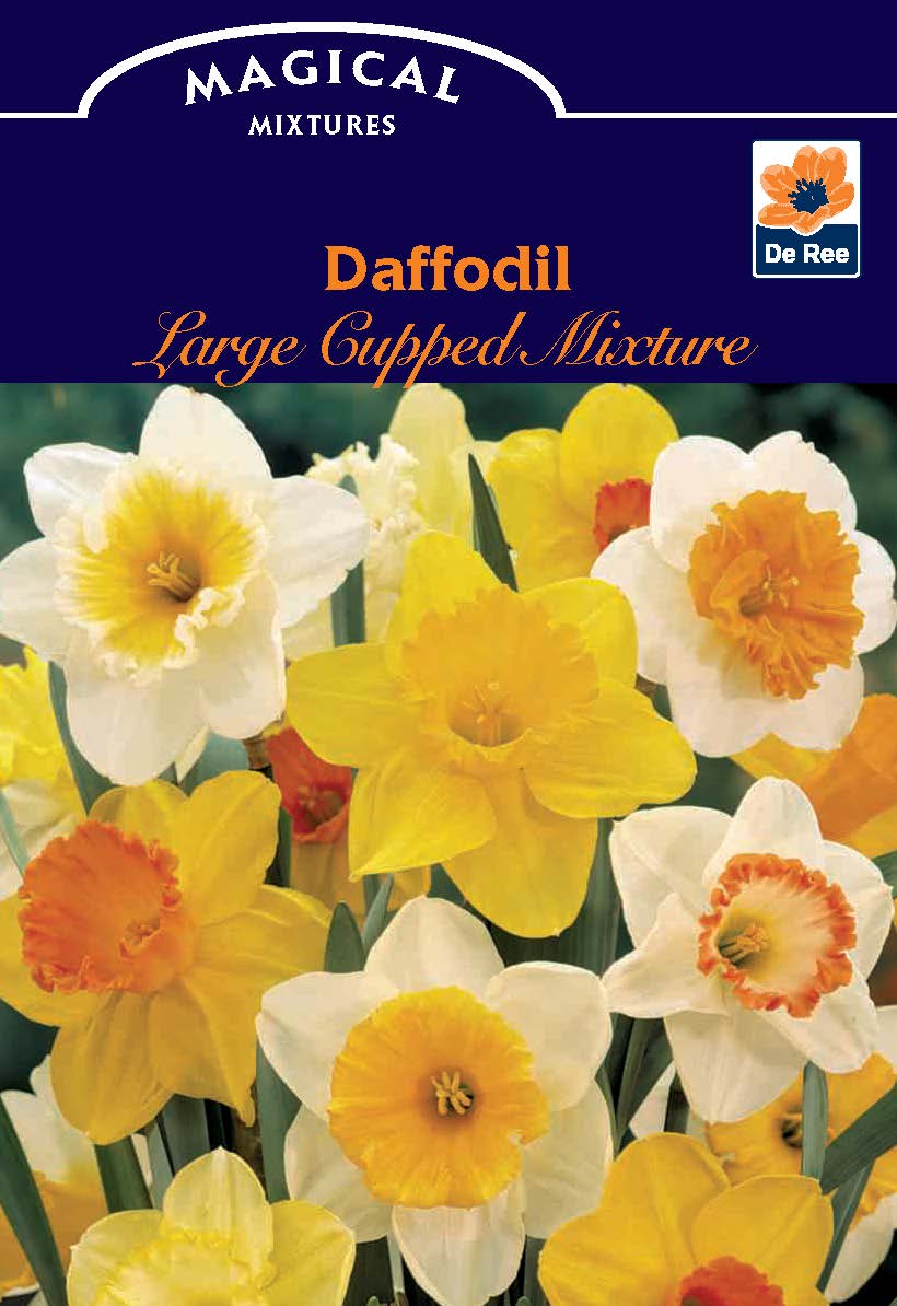 Daffodil Large Cupped Mixture (7 Bulbs) - Woodmeadow Garden Centre