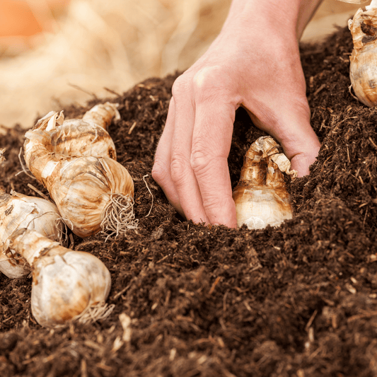 AutumnMix Compost Garden Mulch