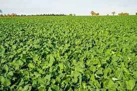 N-Trap Flea Beetle Control Cover Crop Seed Mix | Companion Crop for Oilseed Rape