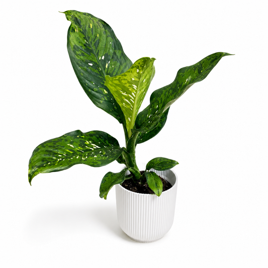 Dieffenbachia Crocodile 12cm Houseplant