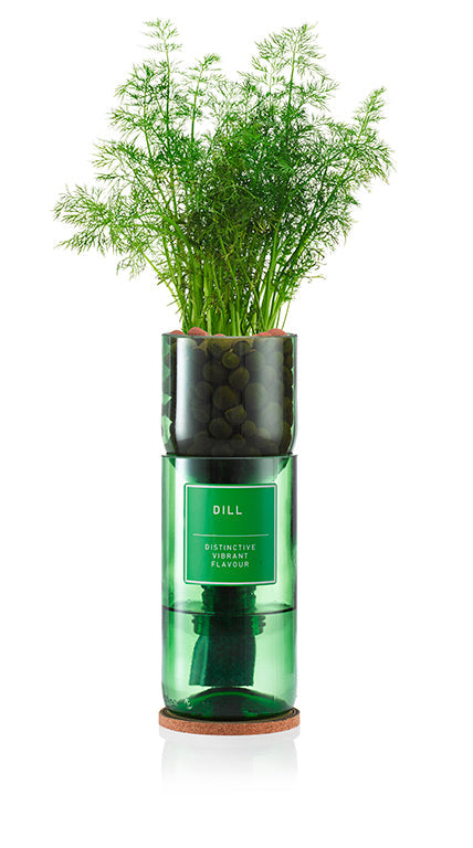 Dill