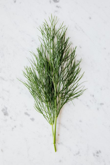 Herb Plug Plants MIXED PACK "Grow your Own" Herbs **LETTERBOX FRIENDLY**