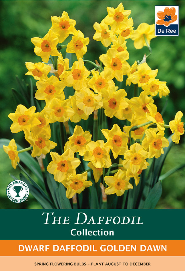 Dwarf Daffodil 'Golden Dawn' (8 Bulbs) - Woodmeadow Garden Centre