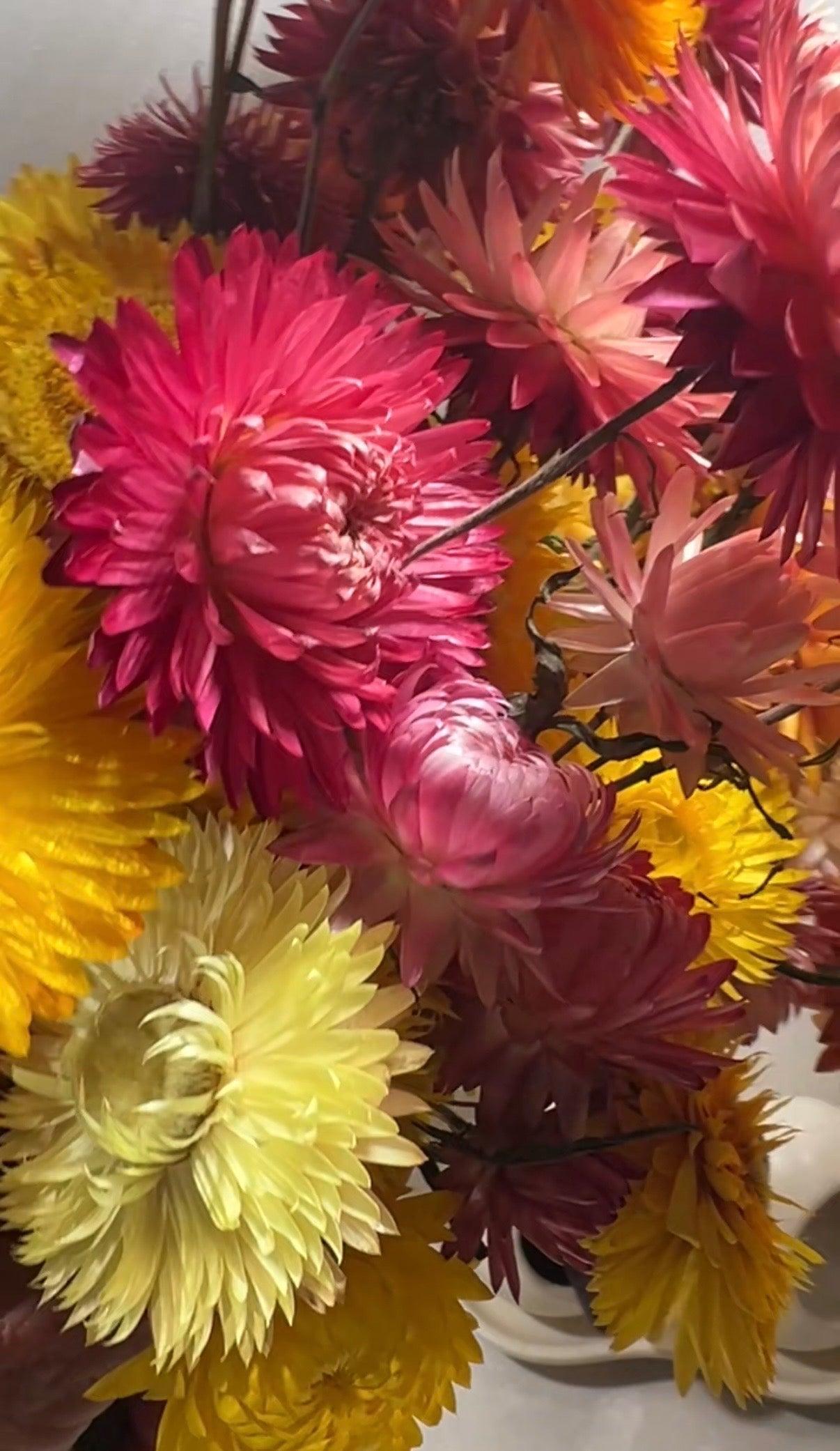 Strawflower Helichrysum Swiss Giant Mix