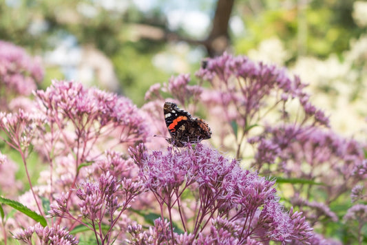 Eupatorium cannabinum (Hemp agrimony)