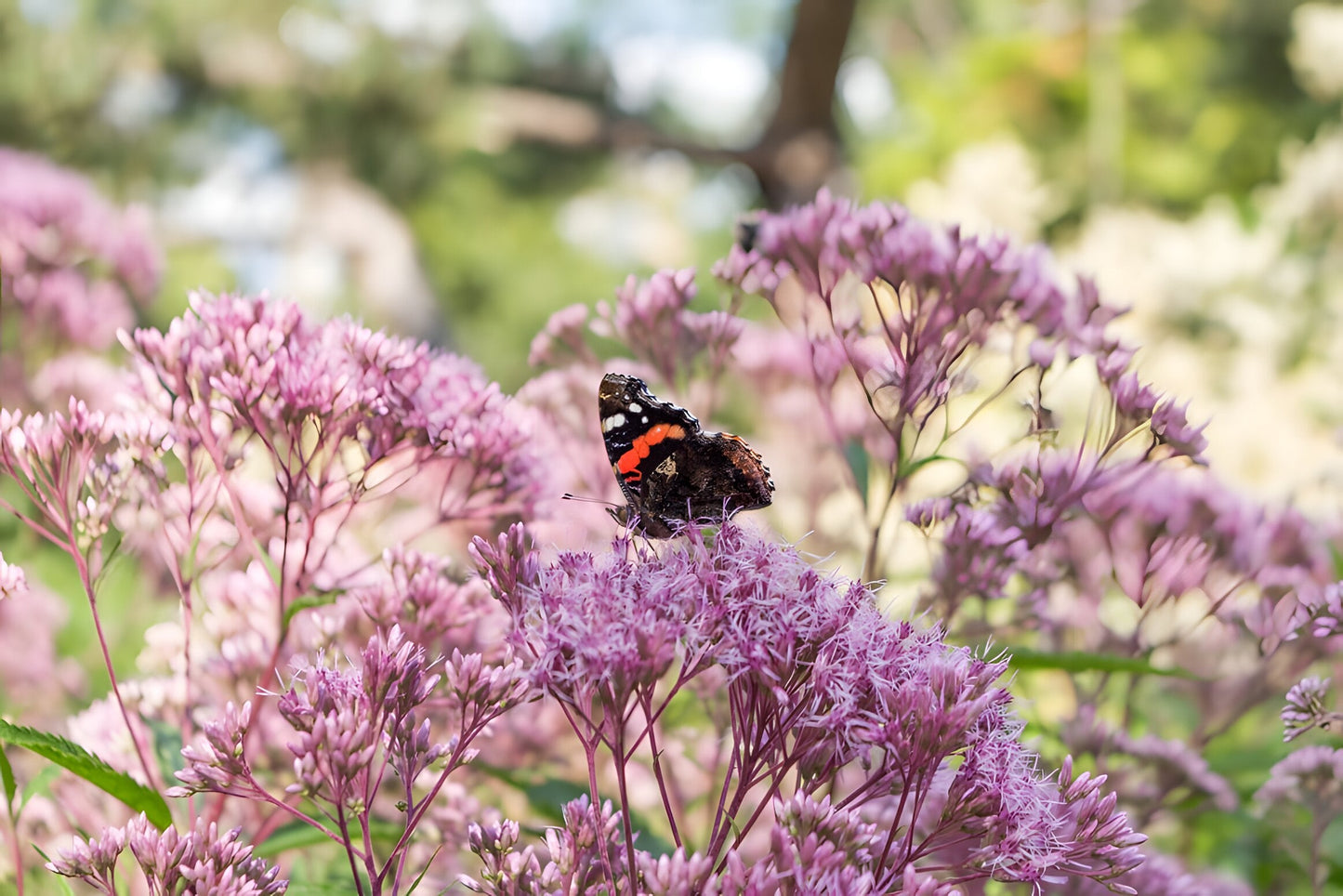 Eupatorium cannabinum