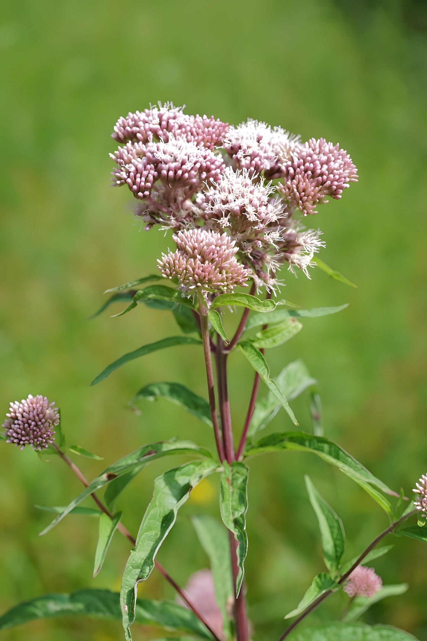Eupatorium cannabinum