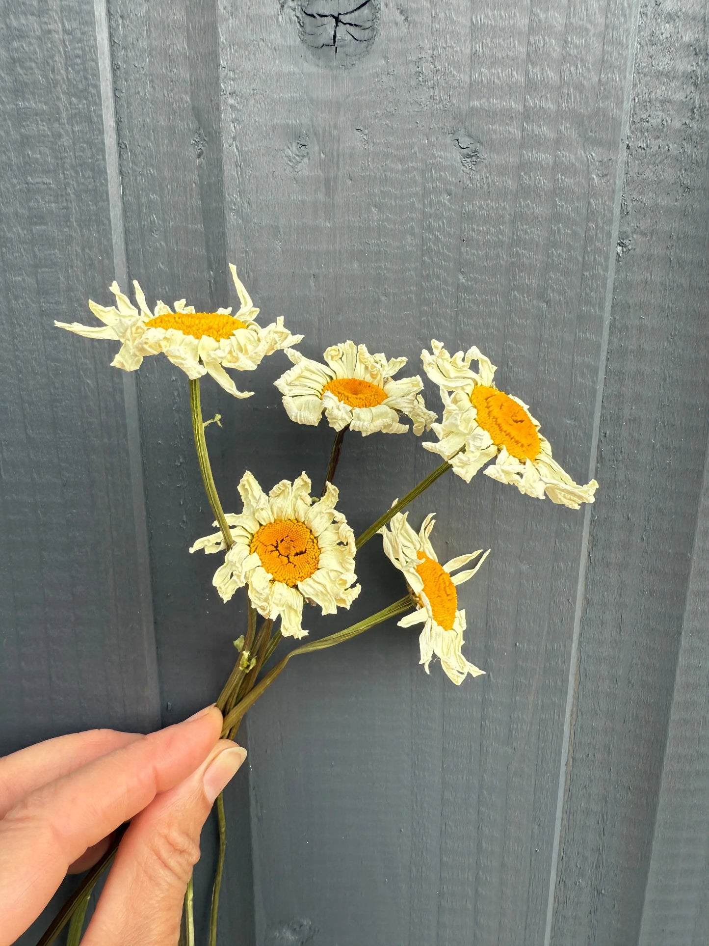 Oxeye Daisies Dried