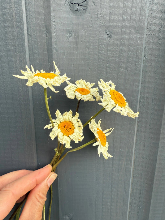 Oxeye Daisies Dried