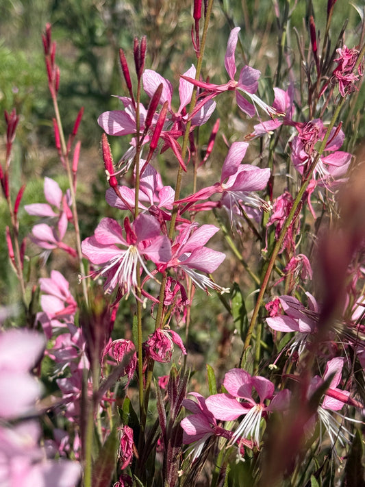 Gaura 'Pink Bouquet'