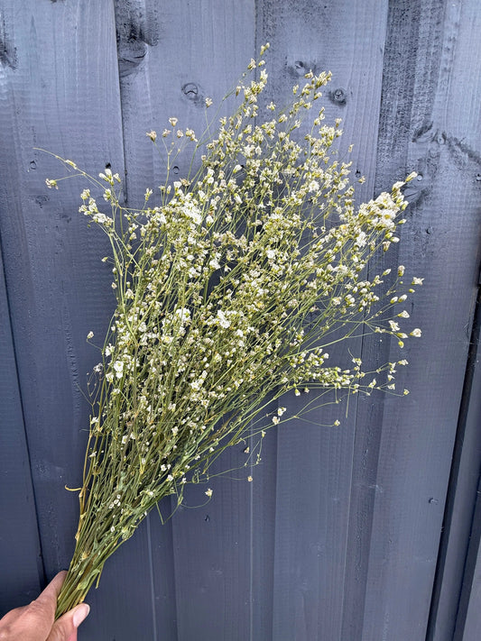 Gypsophila Dried