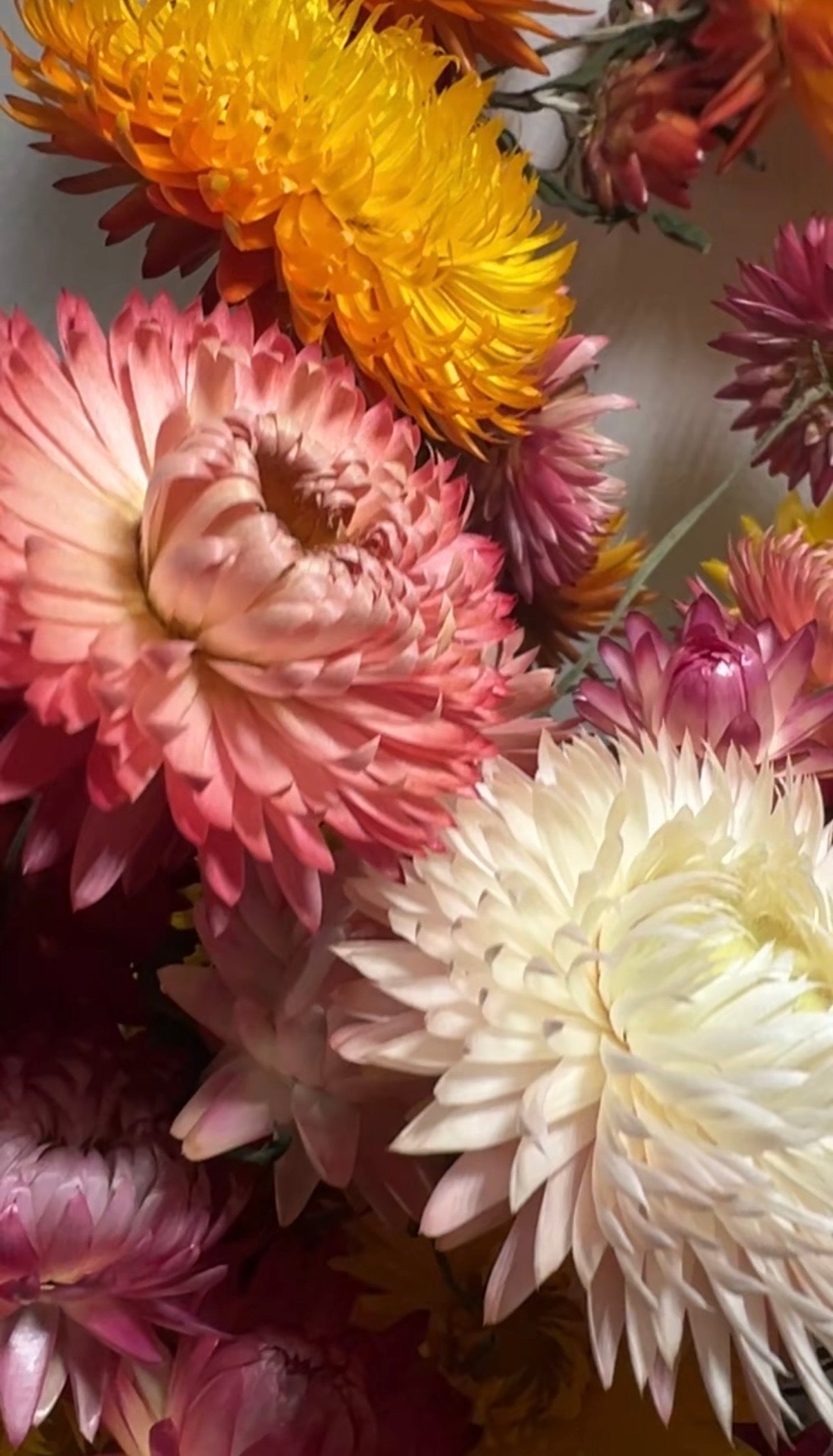 Strawflower Helichrysum Swiss Giant Mix