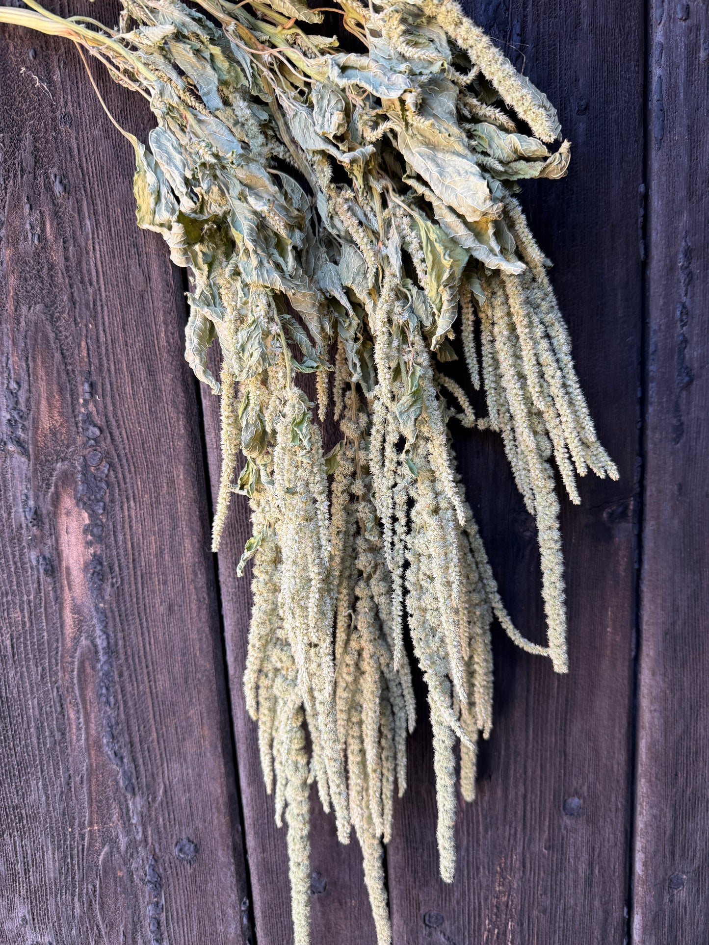 Amaranthus Dried | Green Cascading Norfolk Grown