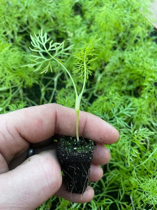 Fennel Herb Plug Plants "Grow Your Own" Herbs **Letterbox Friendly**