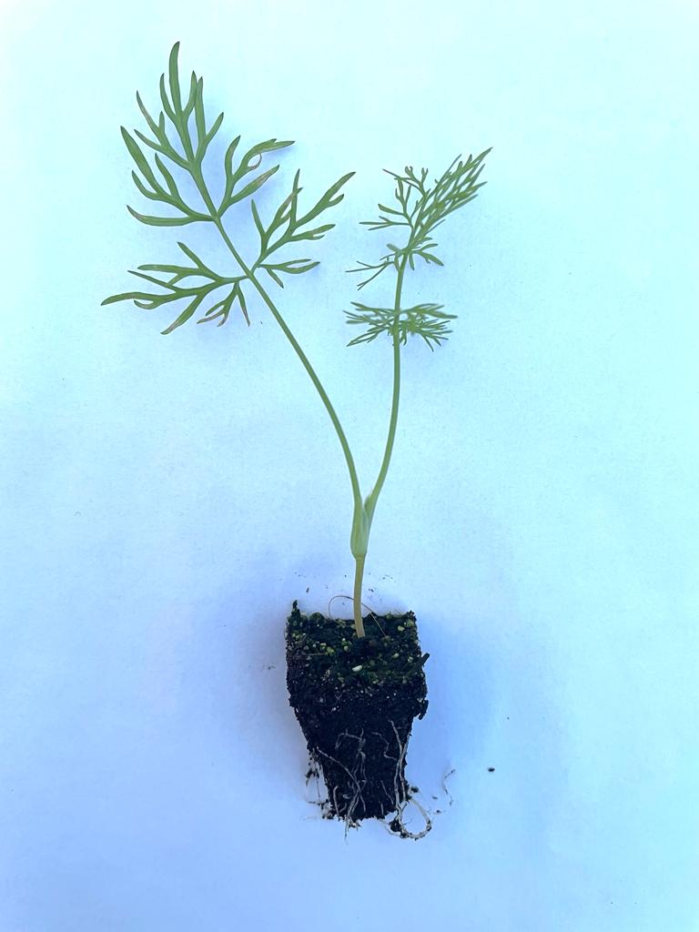 Fennel Herb Plug Plants "Grow Your Own" Herbs **Letterbox Friendly**