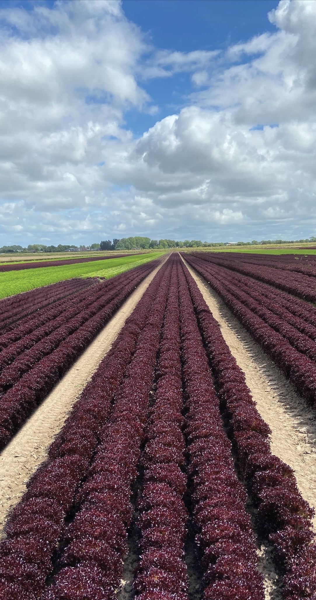 Firecut Lettuce Plug Plants Red Multi Leaf "Grow Your Own" Salad 'Ready to Plant Now' Young Vegetable Plants **Letterbox Friendly**