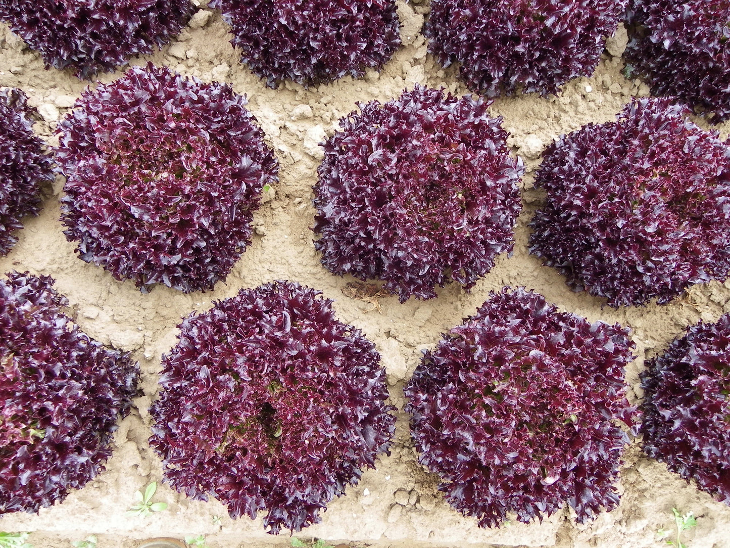 Firecut Lettuce Plug Plants Red Multi Leaf "Grow Your Own" Salad 'Ready to Plant Now' Young Vegetable Plants **Letterbox Friendly**