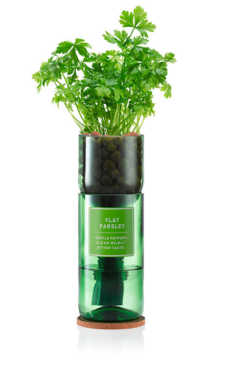 Flat Parsley