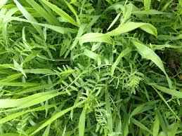N-Rich Winter Cover Crop Seed Mix | Forage Rye & Vetch Blend