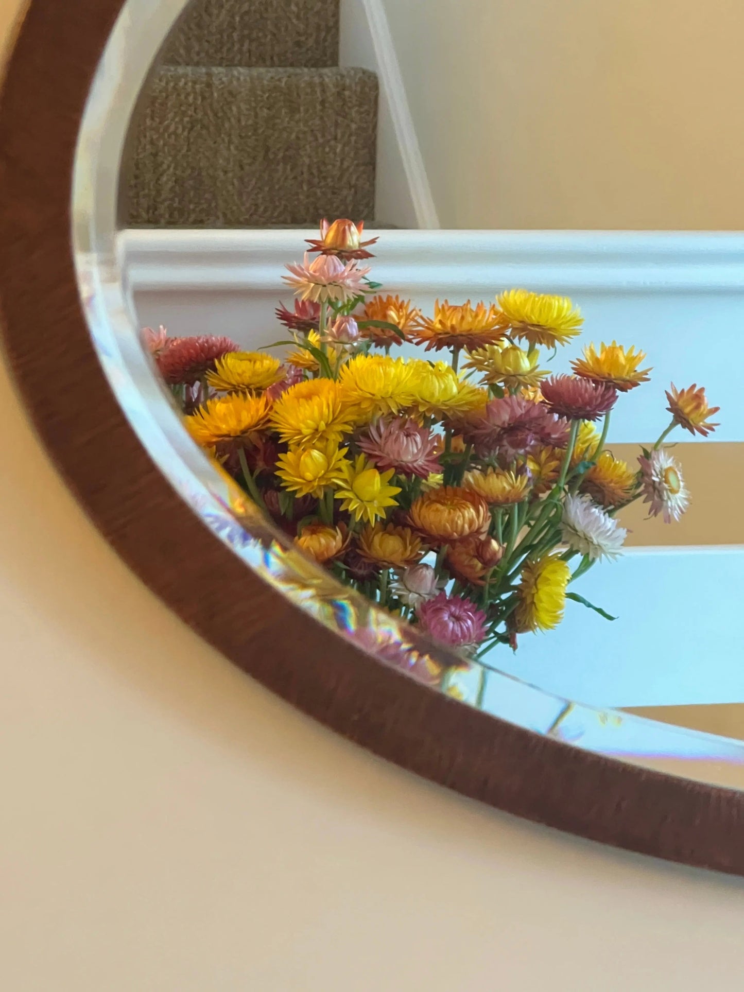 Strawflower Helichrysum Swiss Giant Mix