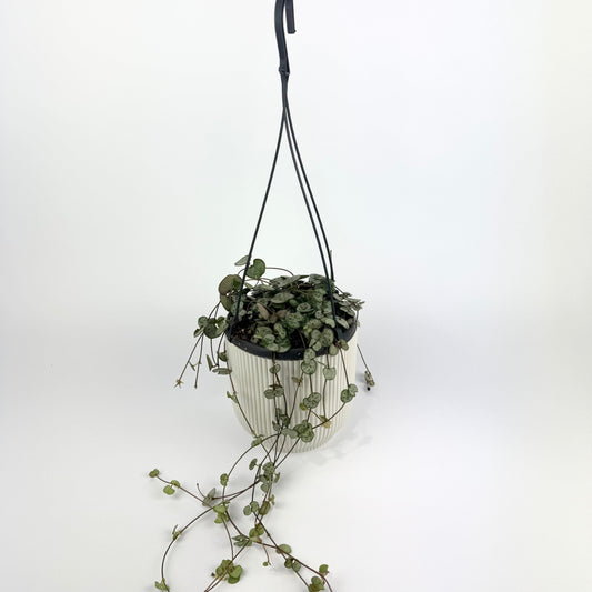 Ceropegia woodii Silver Glory Houseplant