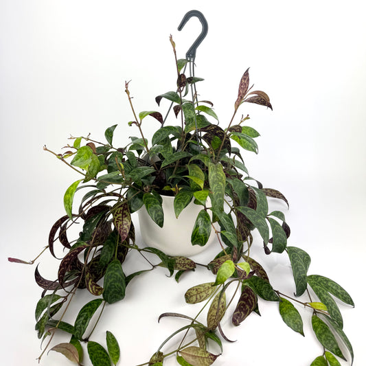 Hanging Aeschyn Marmoratus 19cm Pot Size Houseplant