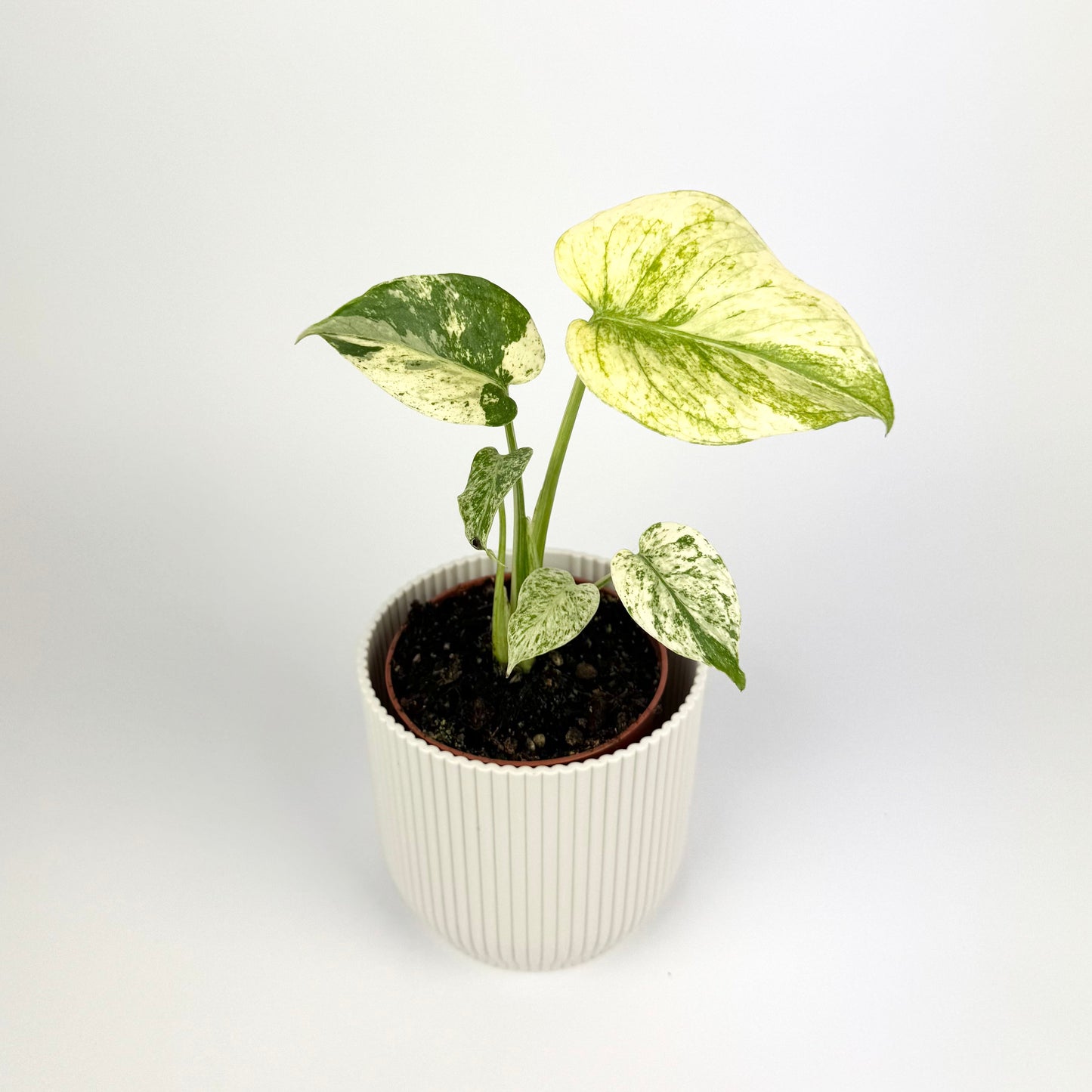 Monstera White Monster 10.5cm Houseplant