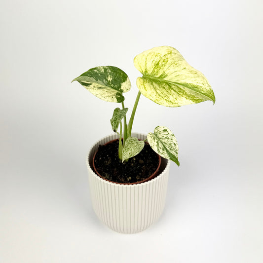 Monstera White Monster 10.5cm Houseplant