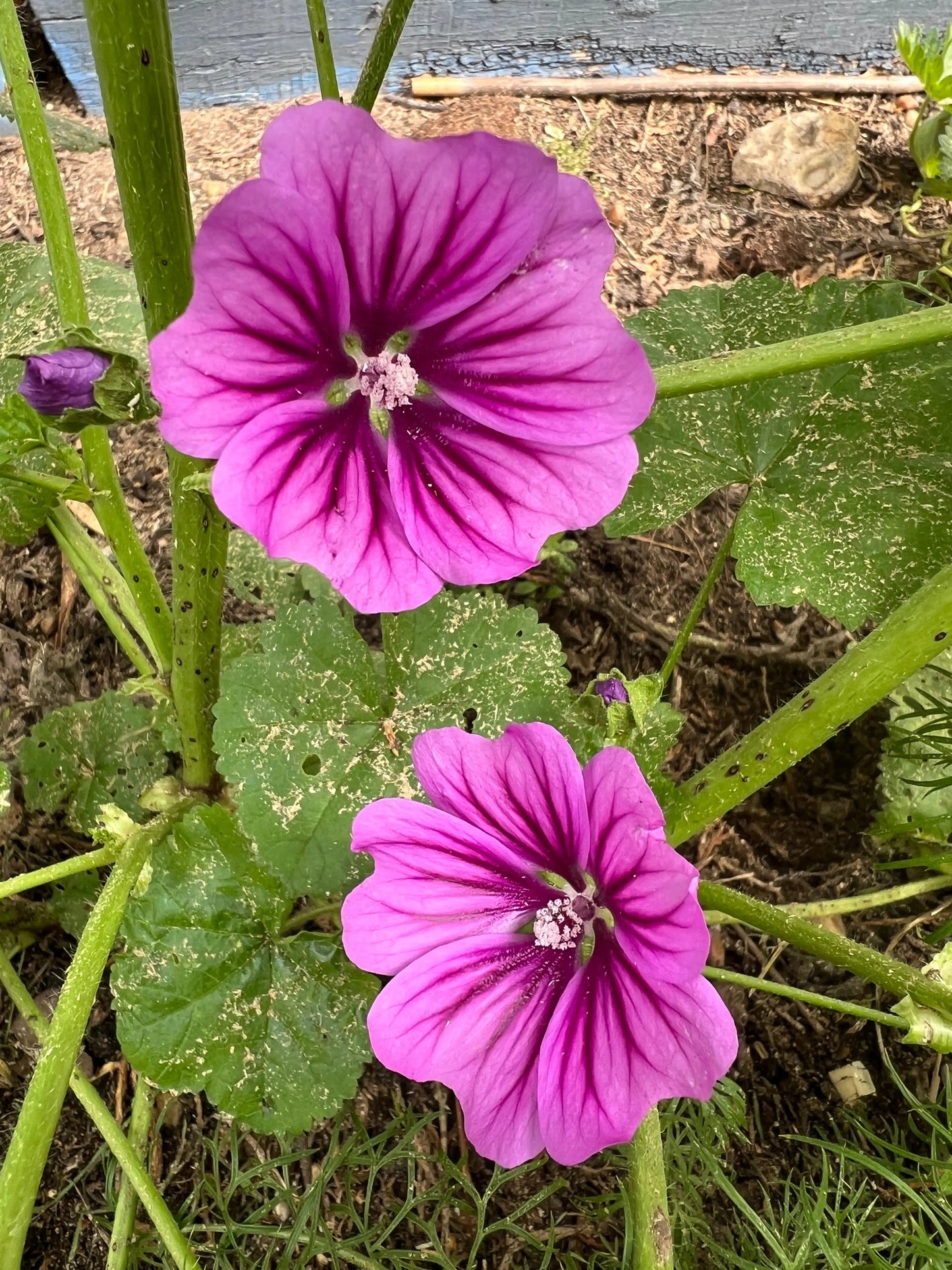 Malva Mystic Merlin