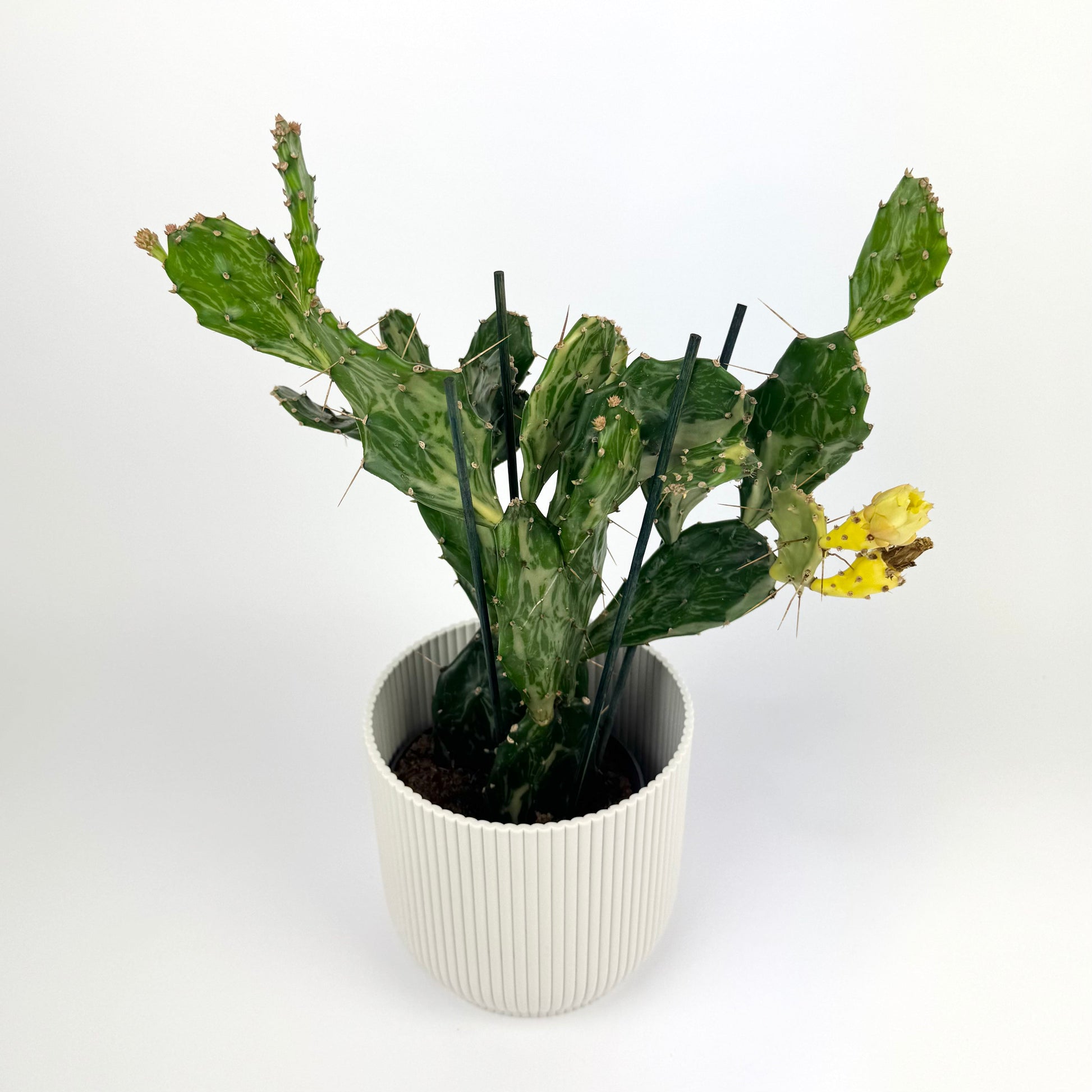 Opuntia Jamaica Ghost 12cm Houseplant - Woodmeadow Garden Centre