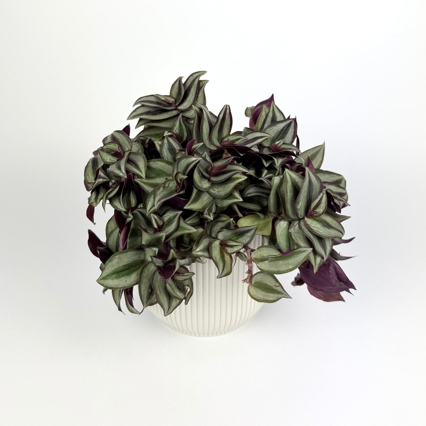 Tradescantia Zebrina 12cm Houseplant - Woodmeadow Garden Centre