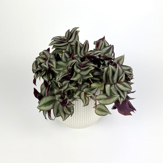 Tradescantia Zebrina 12cm Houseplant - Woodmeadow Garden Centre