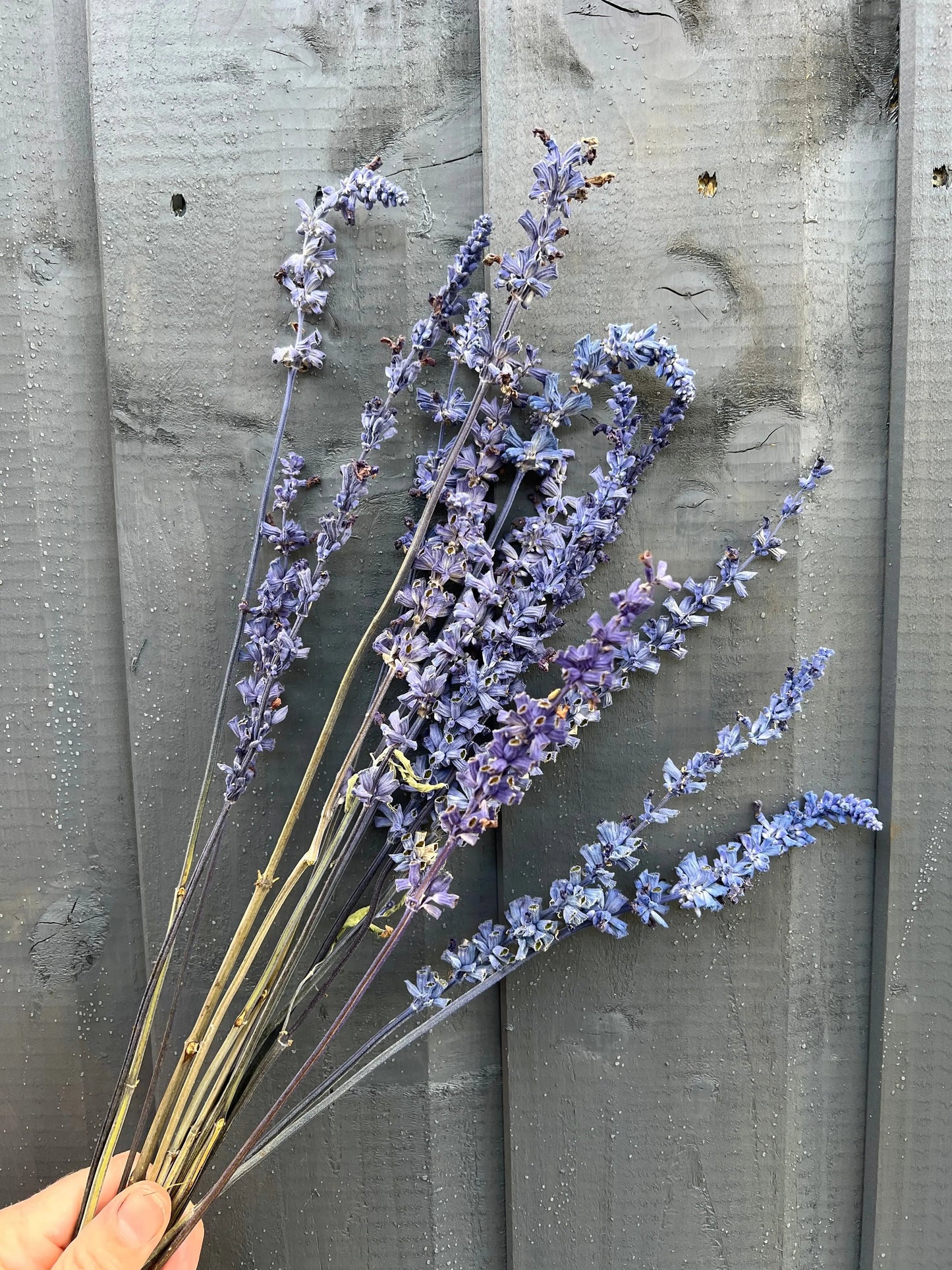 Salvia Dried