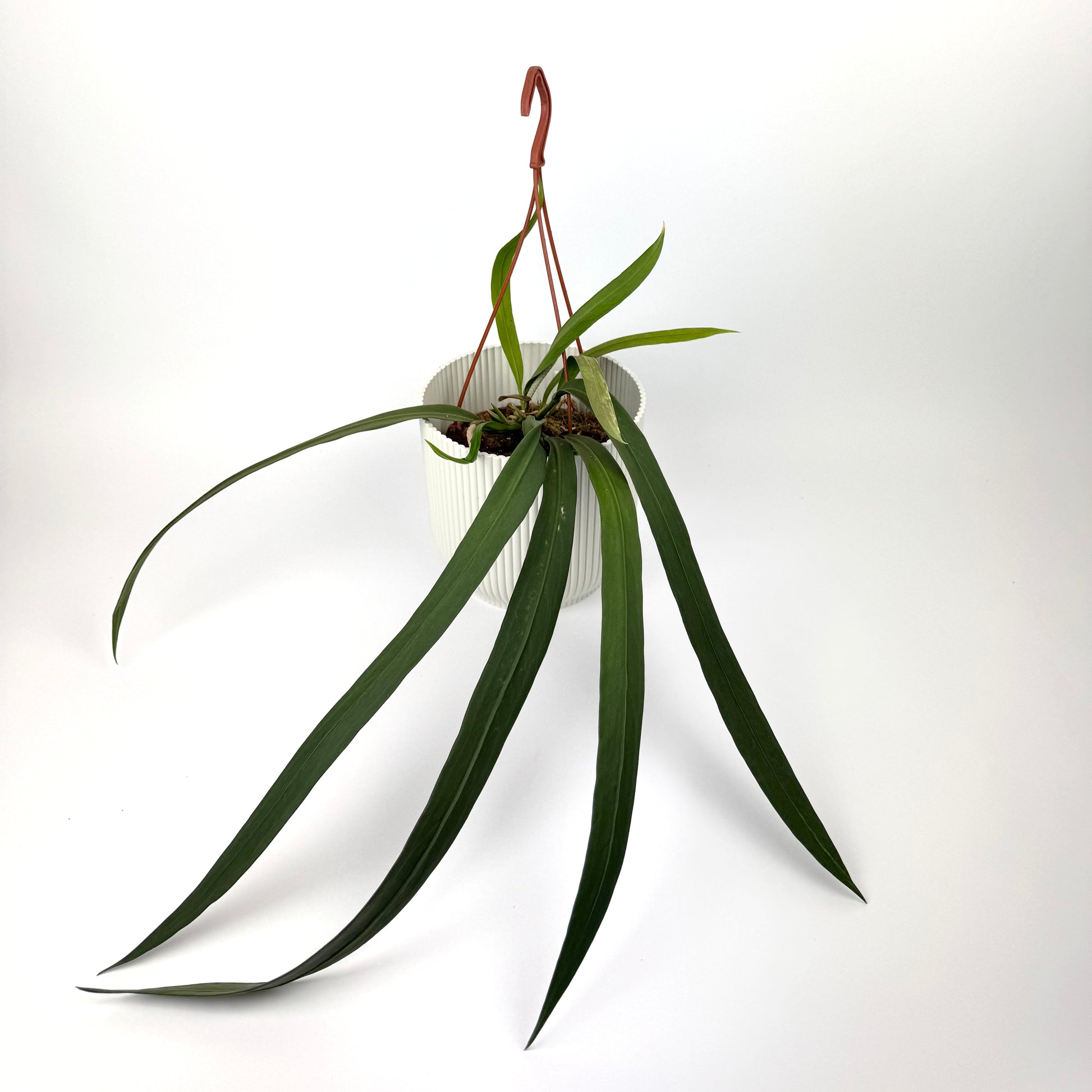 Anthurium Vittarifolium 14cm Houseplant - Woodmeadow Garden Centre