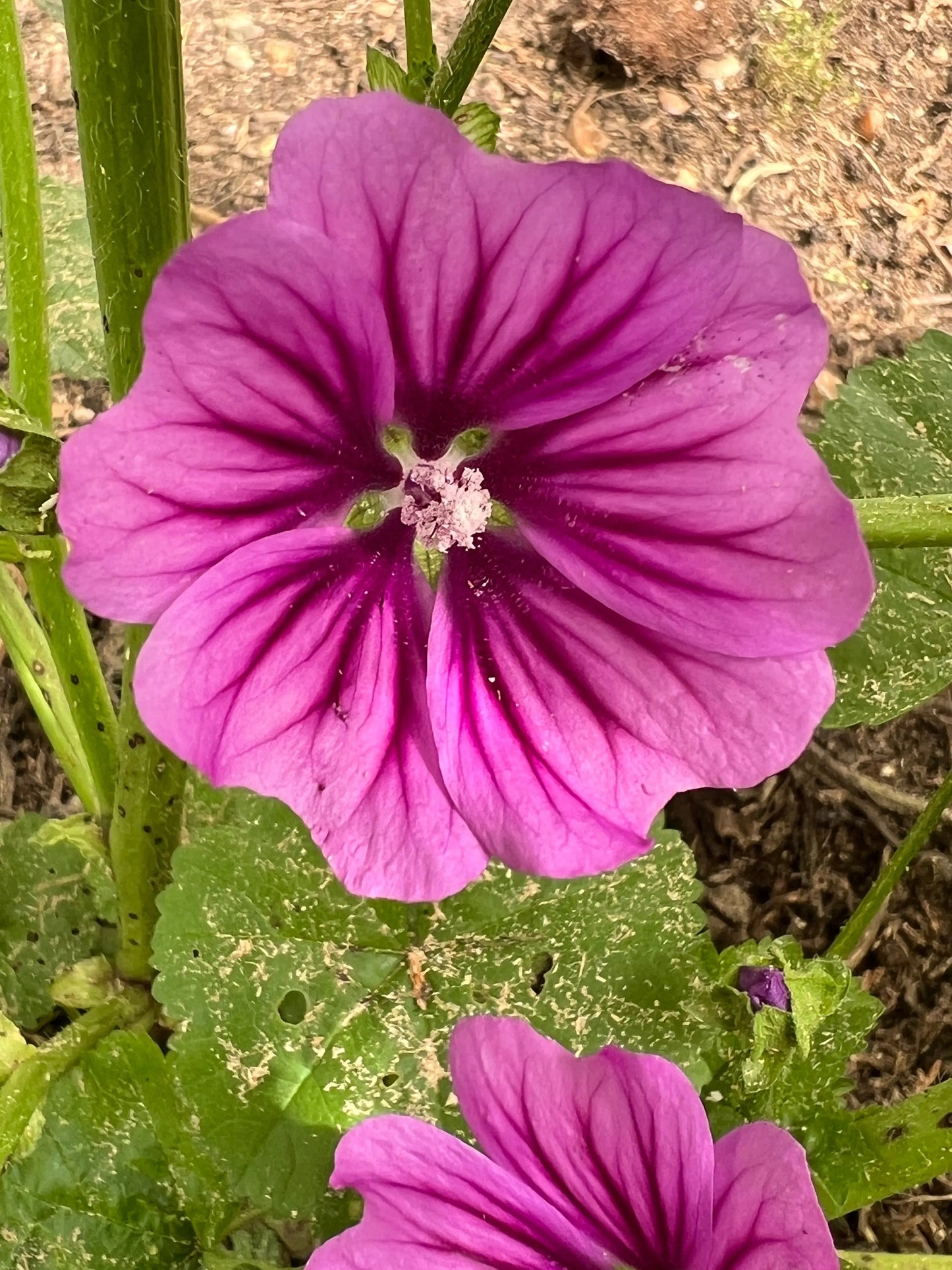 Malva Mystic Merlin