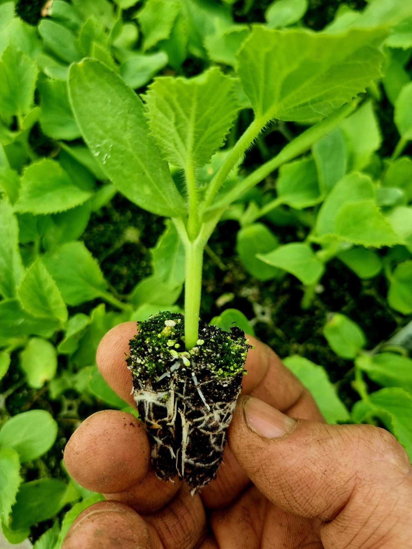 Galia Melon Plug Plants - "Grow Your Own" Fruit **Letterbox Friendly**