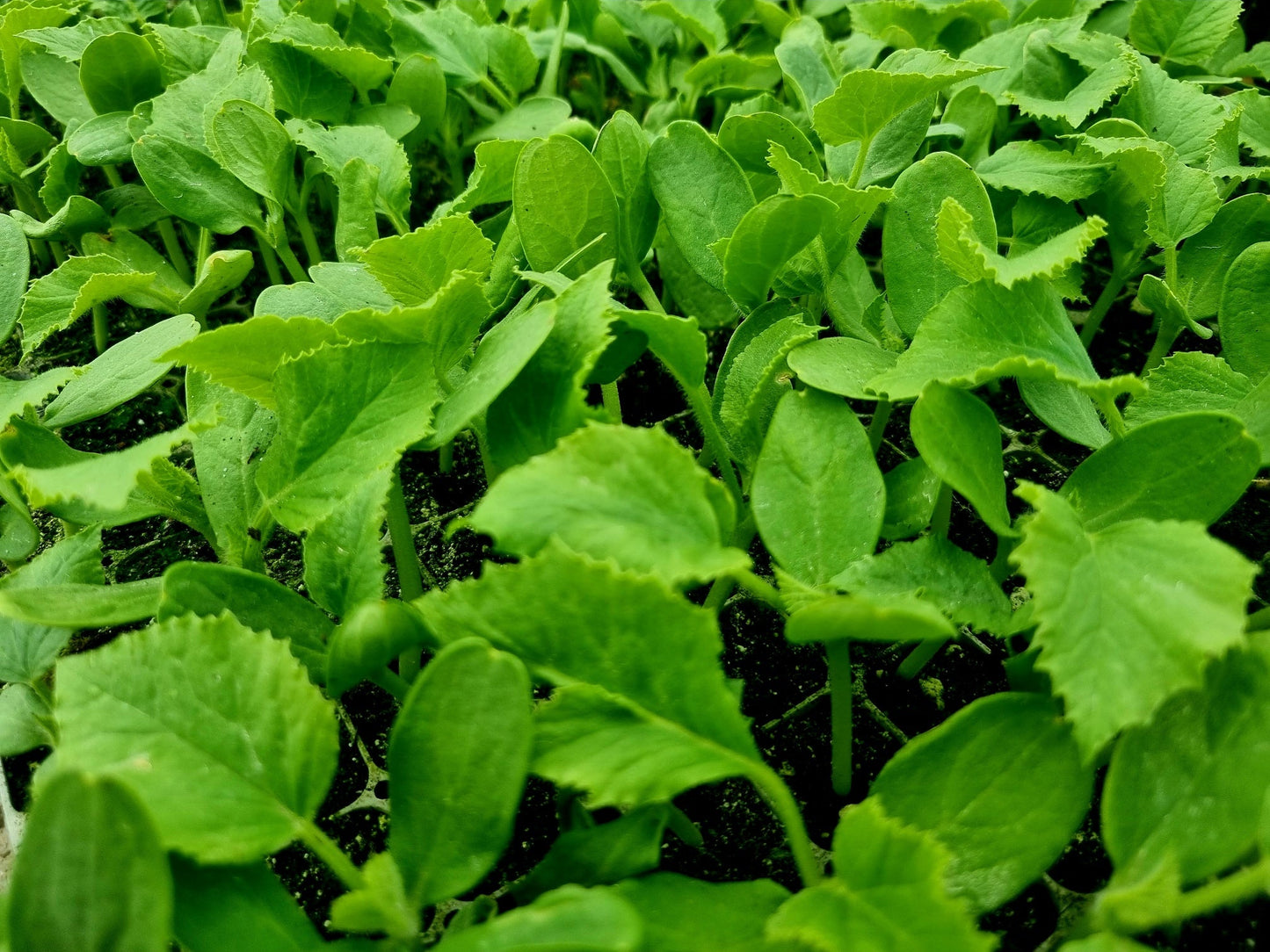 Galia Melon Plug Plants - "Grow Your Own" Fruit **Letterbox Friendly**