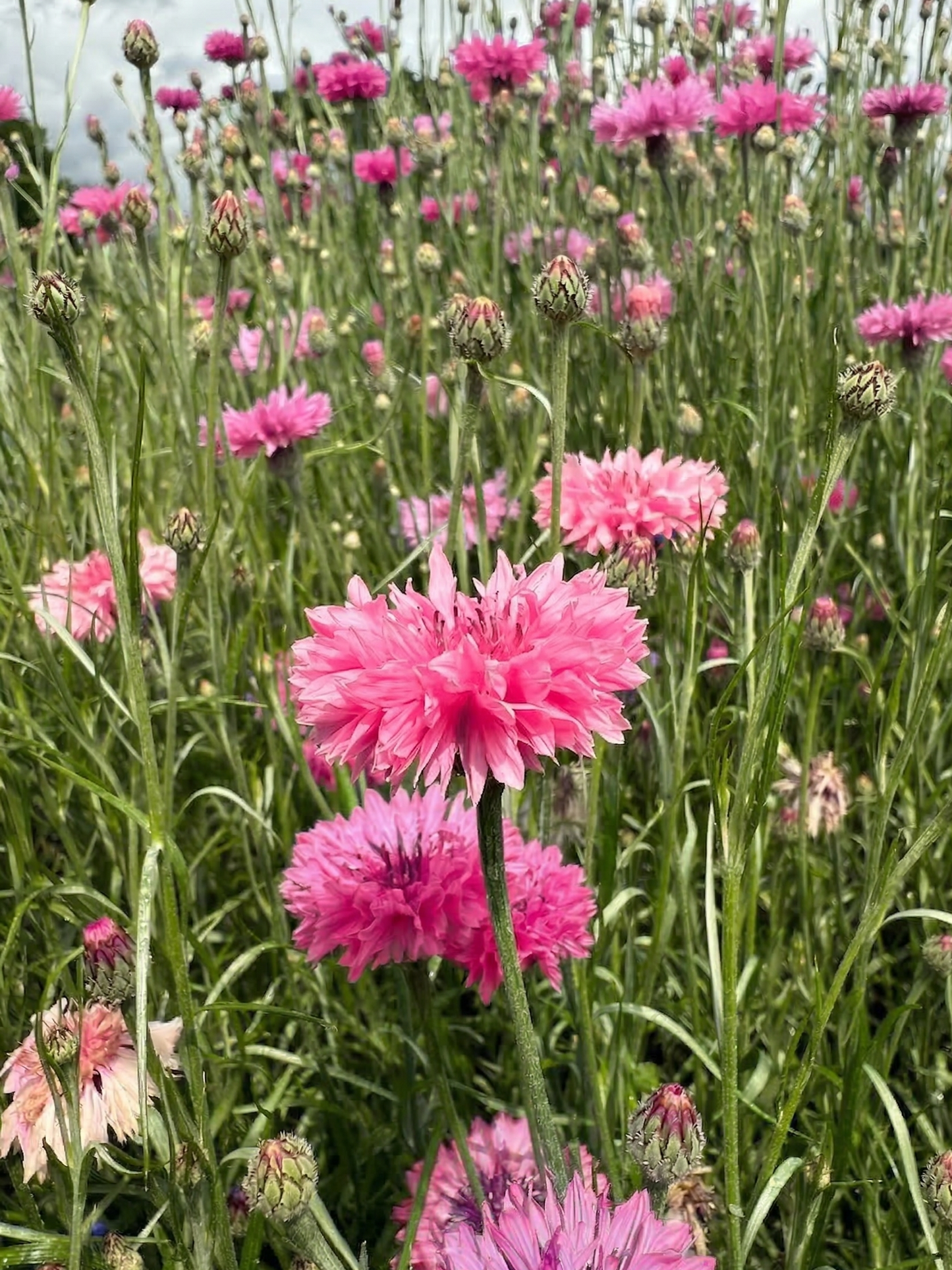 Cornflower Pink Ball