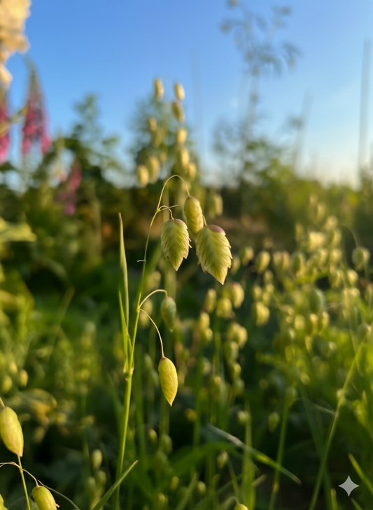 Briza Maxima - Quaking Grass