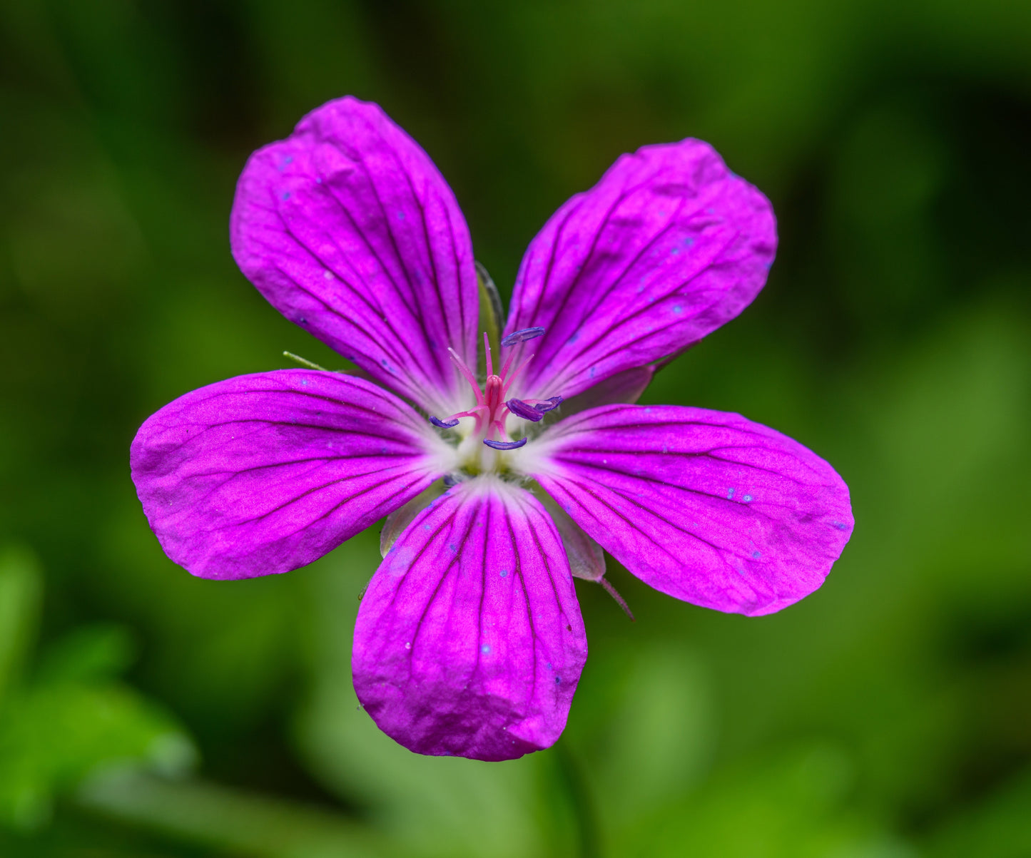 Geranium palustre - Marginal Pond Plants - BP042