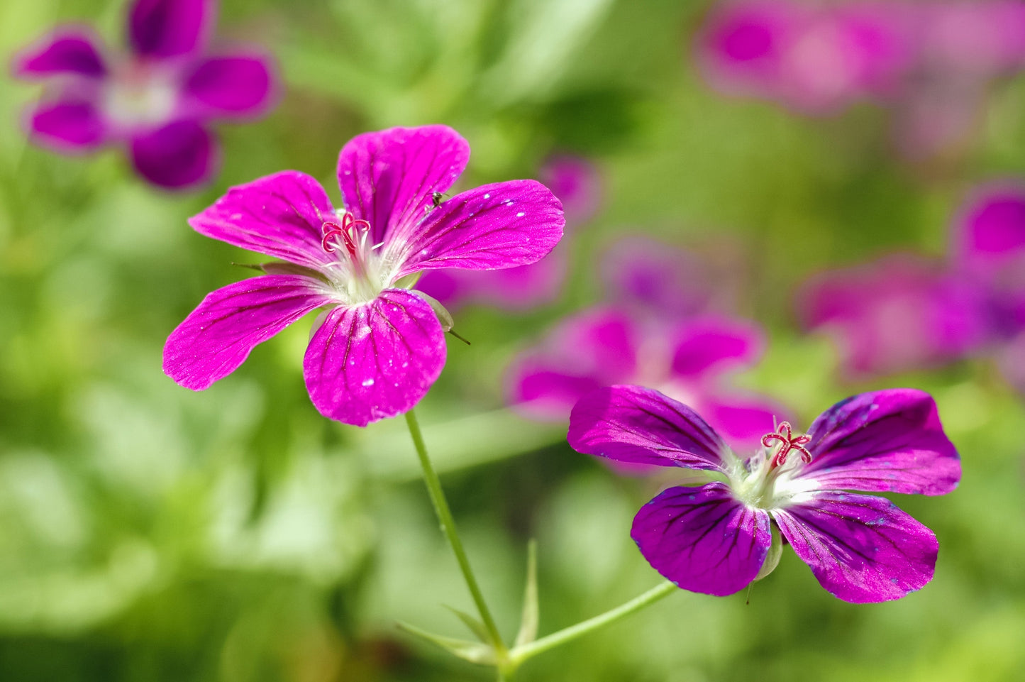 Geranium palustre - Marginal Pond Plants - BP042